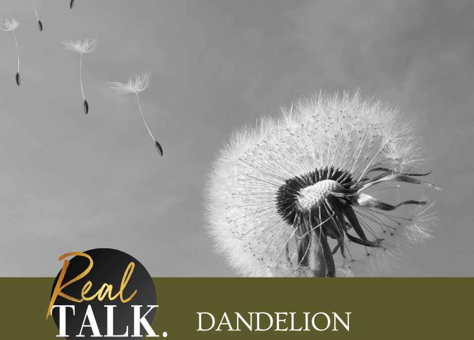 Dandelion