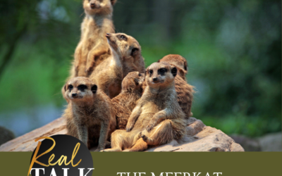 The Meerkat