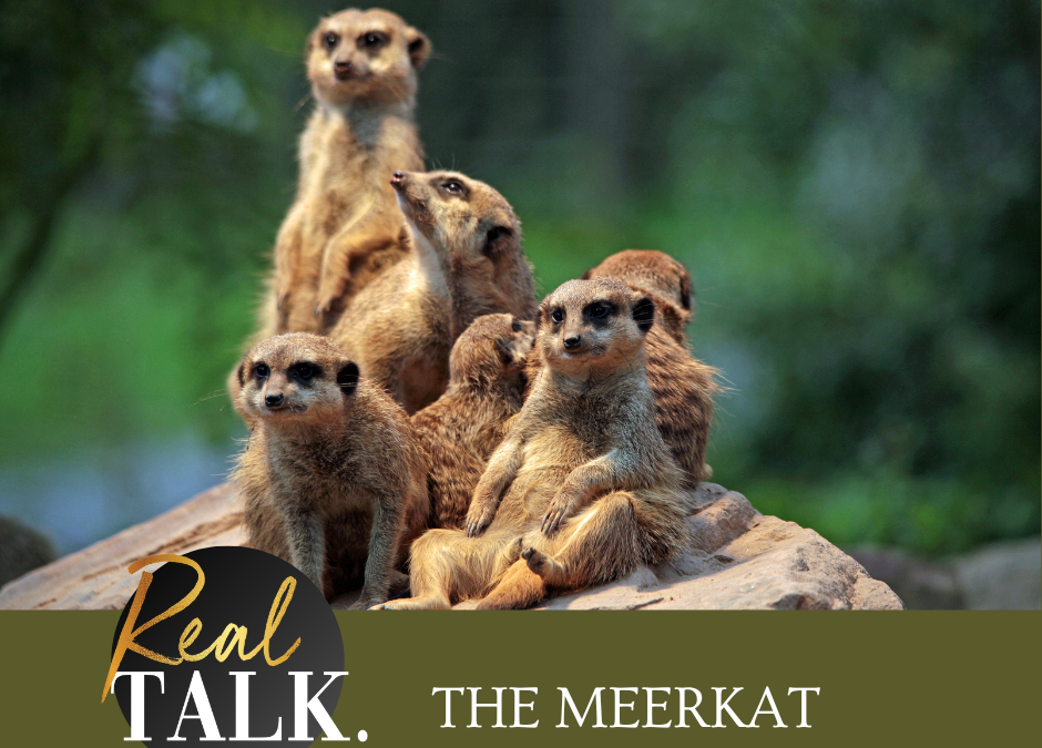 The Meerkat